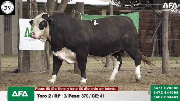 Lote "Cabaña ""3 HERMANOS"" Toros"