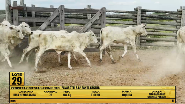 Lote LOTE 29