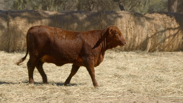 Lote HEMBRAS Remate Nucleo Genbra