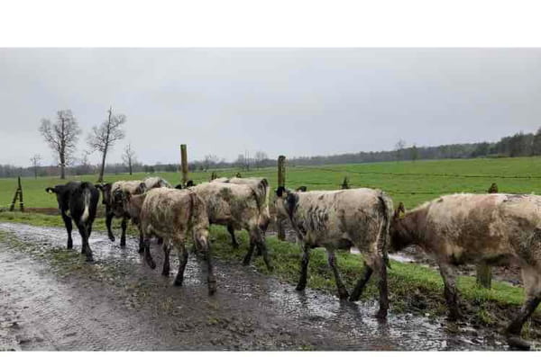 Lote 12 Ternera en Puyehue, X Región Los Lagos