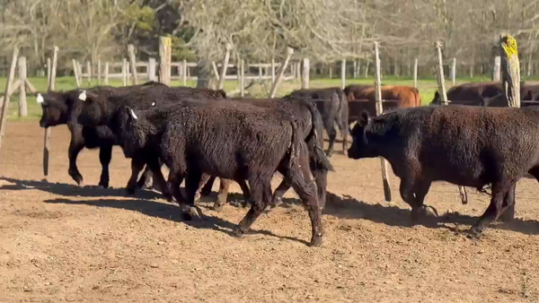 Lote 14 Terneros