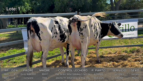 Lote Vacas