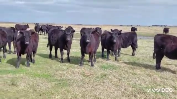 Lote 96 Vaquillonas en Maipú, Buenos Aires