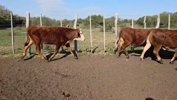 Lote 195 Novillitos en Corrientes, Mercedes