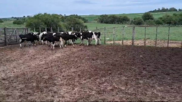 Lote TERNERAS HOLANDO