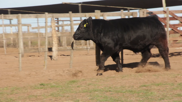 Lote TOROS PUROS DE PEDIGREE