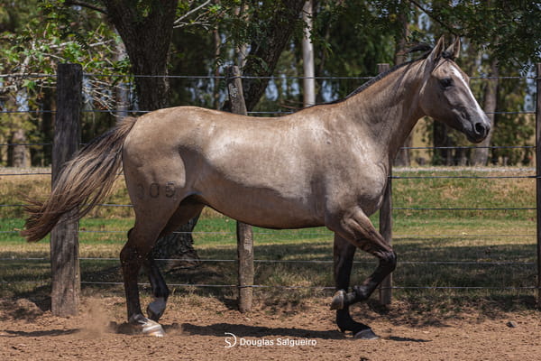 Lote OBRA PRIMA DE LA COLINA