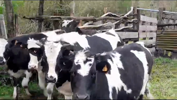 Lote (Vendido)5 Terneros y Terneras 275kg -  en COLONIA SUIZA