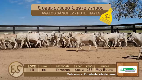 Lote Lote 10