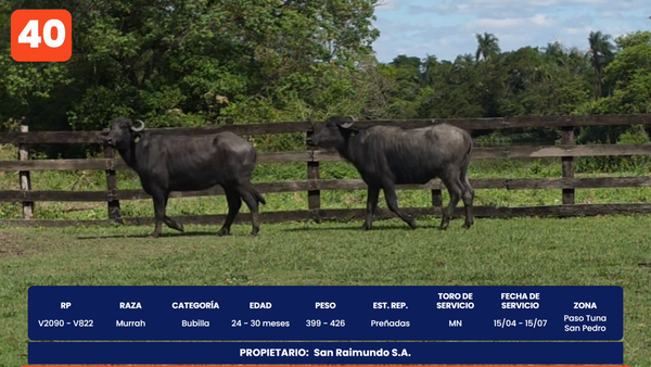 Lote LOTE 40