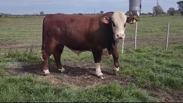 Lote Cabaña Maivarepa de Spiazzi