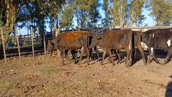 Lote 7 Novillos 1 a 2 años JERSEY/ HOLANDO 260kg -  en RODO