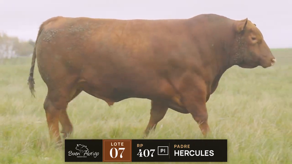 Lote LOTE 07 · TORO PI · RP 407, 427, 447