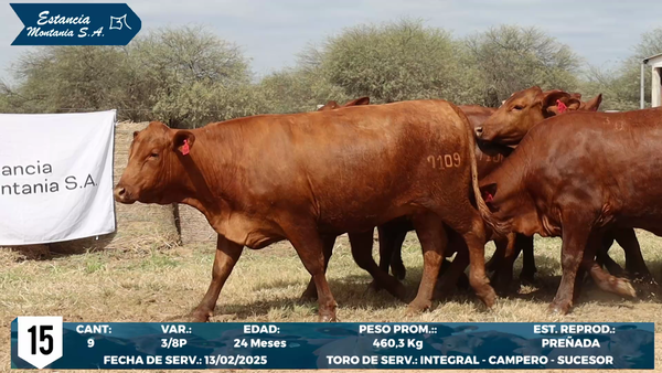 Lote LOTE 15