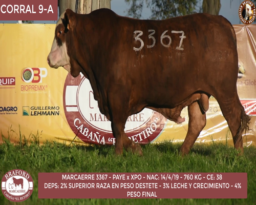 Lote Toro Braford Cabaña El Retiro