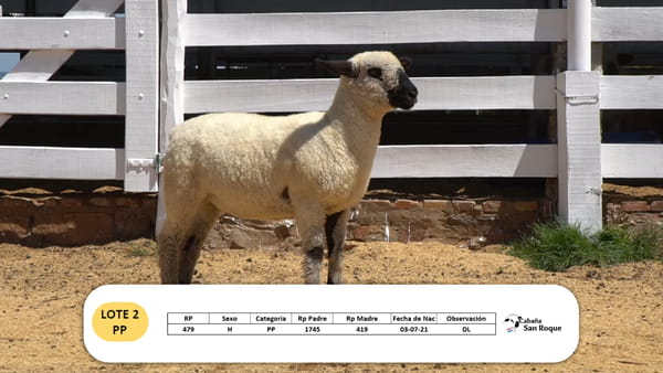 Lote Lote 2 - PP