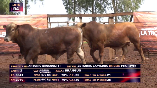 Lote ANTONIO BRUSQUETTI - LOTE 94 - EN VIVO