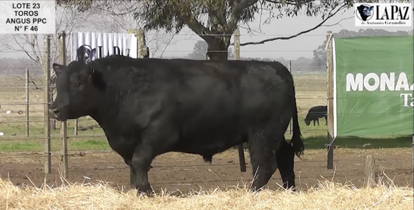 Lote TOROS PUROS POR CRUZA