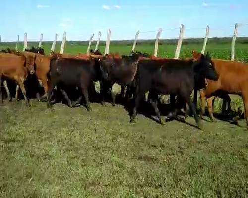 Lote 70 Terneros/as en Santa Elena, Entre Ríos