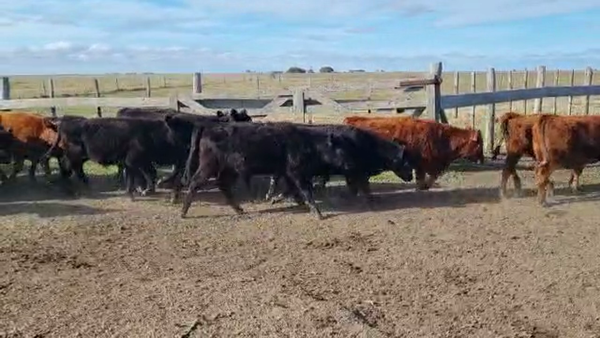 Lote 130 Terneros/as en Tordillo, Buenos Aires