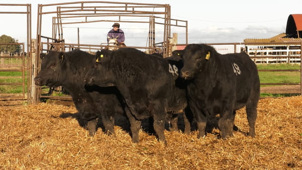 Lote TOROS ANGUS NEGROS PC