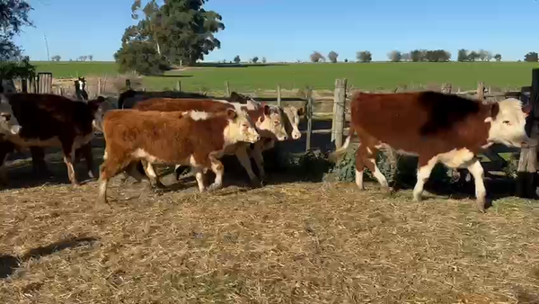 Lote NOVILLOS 1 A 2 AÑOS