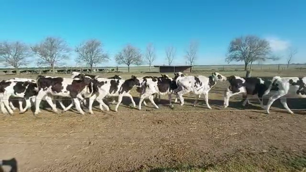 Lote Est. Don Osvaldo - Recria