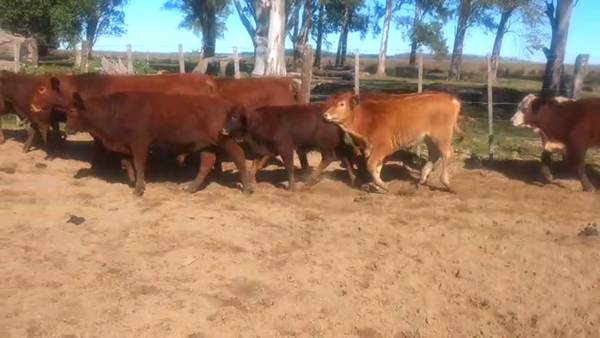 Lote 80 Terneros en Ituzaingó, Corrientes
