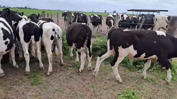 Lote 20 Novillitos Holando Argentino en Col. Valtelina, Córdoba