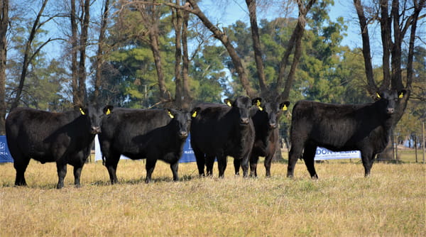 Lote "Cabaña ""Don Felix"" Vaquillonas PC"