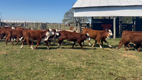 Lote 42 Terneros/as