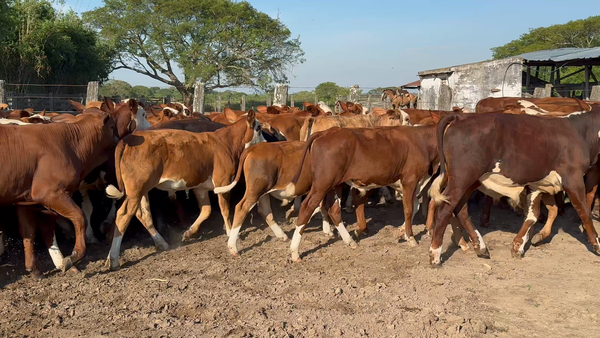 Lote 130 Terneros