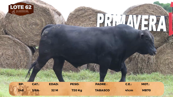 Lote LOTE 62