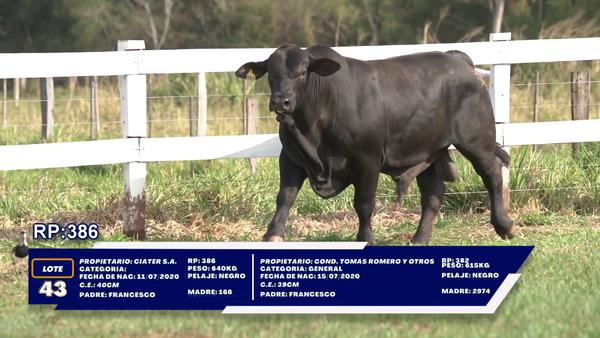 Lote LOTE 43 - DUO