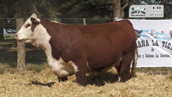 X316 — HEMBRAS POLLED HEREFORD  PUROS DE PEDIGREE PREÑADAS