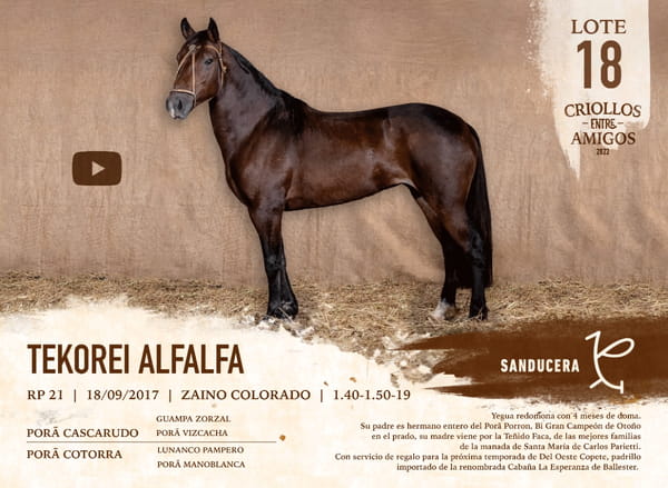 Lote TEKOREI ALFALFA RP 22