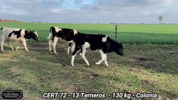 Lote 13 Terneros en Tarariras, Colonia