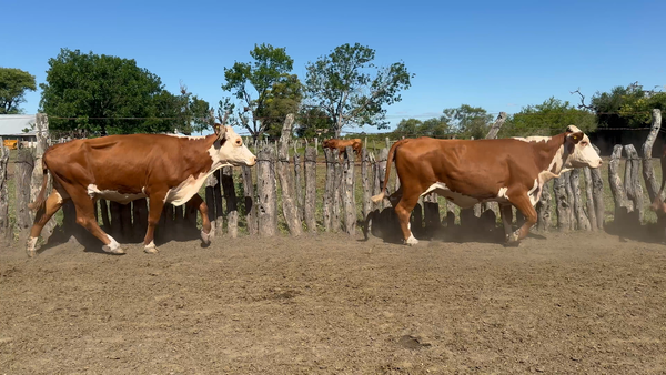 Lote 26 Vacas CUT con cría en Corrientes, Curuzú-Cuatiá