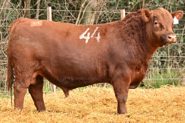 45252 — TOROS ANGUS PC