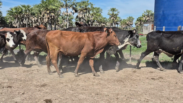 Lote 13 Vientres preñados en Santa Fe, Villa Guillermina