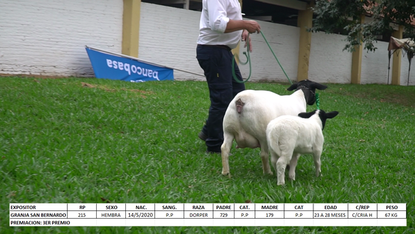 Lote Dorper Expo Internacional 2022 - Lote 15