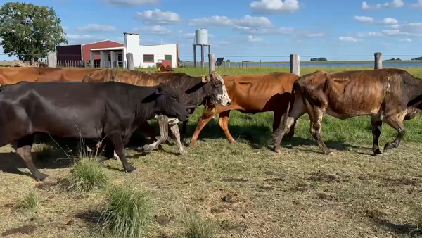 Lote 65 Vacas de invernar en Corrientes, Yataití Calle