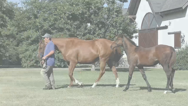 Lote FUSIONADA (HELIOSTATIC -  FUZZY LOGIC) Con cria y Preñez de RERIDE