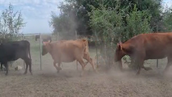 Lote 48 Vacas nuevas Preñadas en Brandsen, Buenos Aires