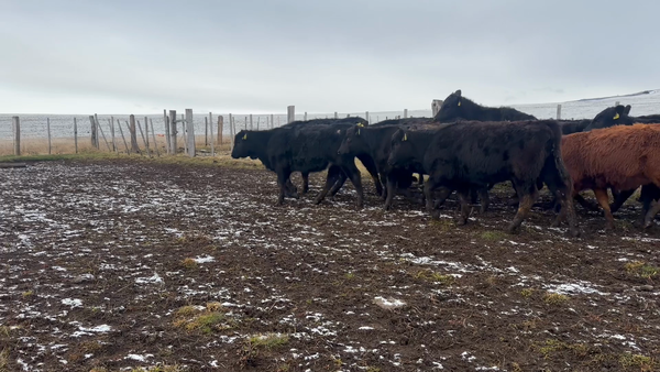 Lote 35 Ternera en Coyhaique, XI Región Aysén