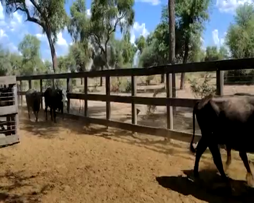 Lote 64 Vacas nuevas C/ gtia de preñez en Las Lomitas, Formosa