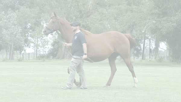 Lote JUGADA MAESTRA (LUHUK -  JUGARRETA)  Preñez por LE BLUES