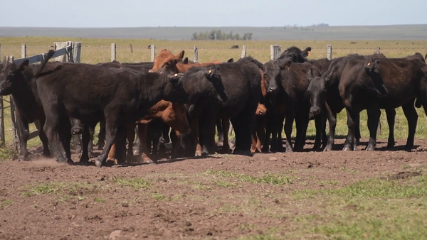 Lote 20 Vaquillonas