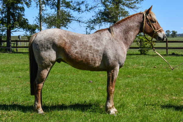 Lote Revoltoso del Paso