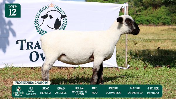 Lote LOTE 12